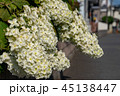 大きい紫陽花	 45138447