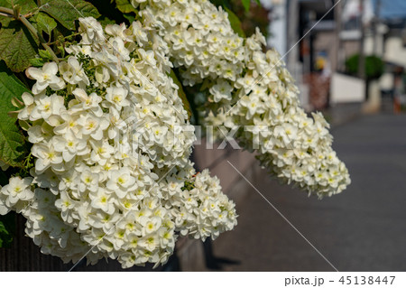 大きい紫陽花 大きい紫陽花 45138447