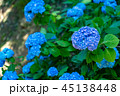 紫陽花 45138448