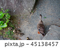 鳥の親子 45138457