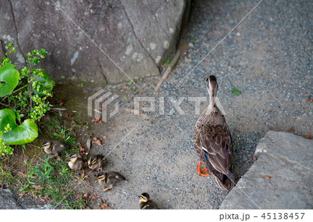 鳥の親子 45138457
