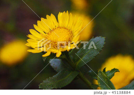 Bright summer background with growing flowers calendula, marigold 45138884