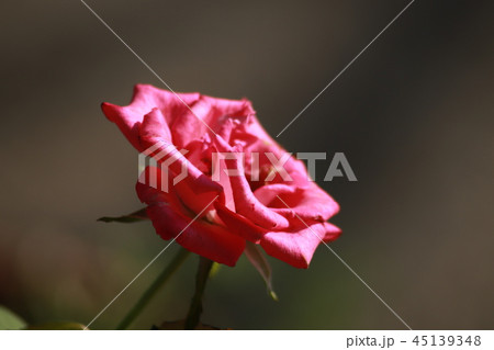 rose rose 45139348