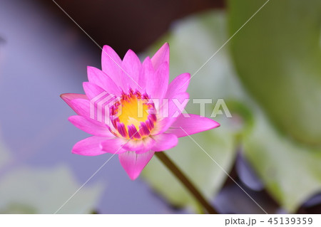 lotus lotus 45139359