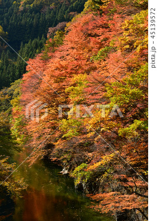 片品村の紅葉 45139572