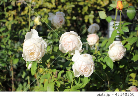 バラ 花 薔薇 白 バラ 花 薔薇 白 45140350