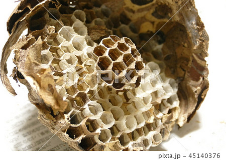 スズメバチの巣 45140376