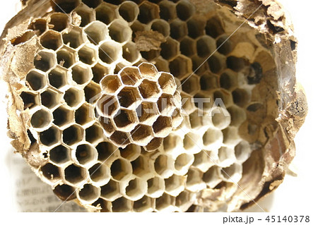 スズメバチの巣 スズメバチの巣 45140378