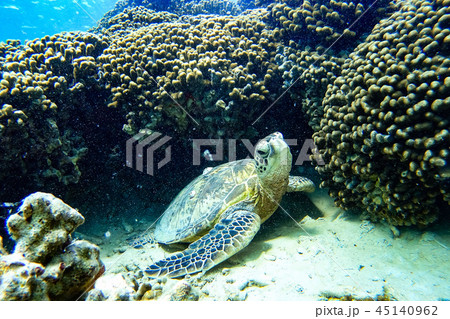 サンゴの間のウミガメ 45140962