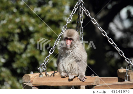 ニホンザル 45141976