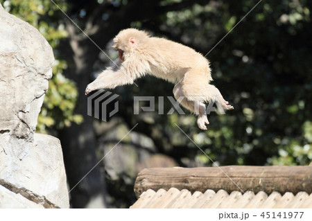 ニホンザル 45141977