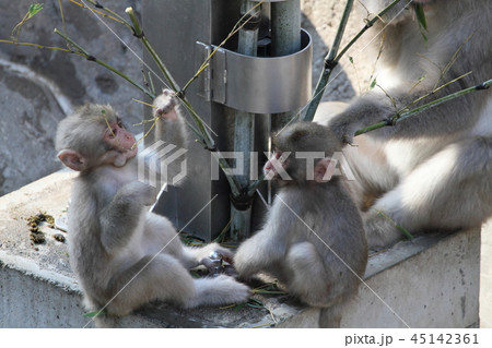 ニホンザル ニホンザル 45142361