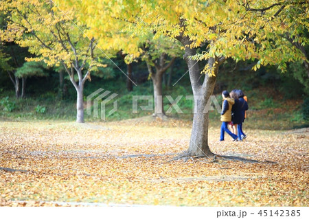 秋 ガーデン 庭園 45142385