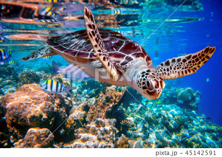 Sea turtle swims under water Sea turtle swims under water 45142591