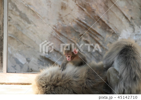 ニホンザル 45142710