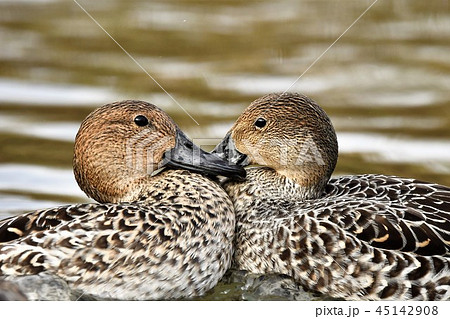 オナガガモ 45142908