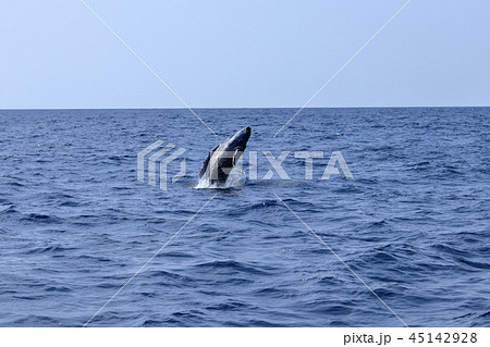 ザトウクジラ 45142928