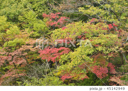 【長野県 南木曽町】柿其渓谷の紅葉 【長野県 南木曽町】柿其渓谷の紅葉 45142949