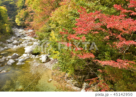 【長野県 南木曽町】柿其渓谷の紅葉 【長野県 南木曽町】柿其渓谷の紅葉 45142950