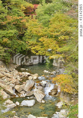 【長野県　南木曽町】柿其渓谷の紅葉 45142965