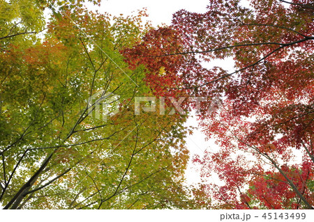 紅葉 紅葉 45143499