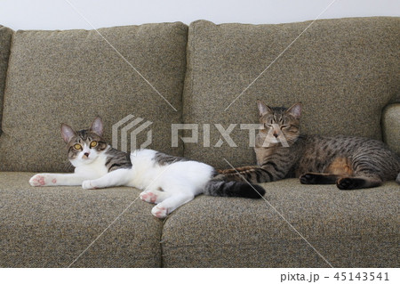 猫 姉妹 兄弟 猫 姉妹 兄弟 45143541