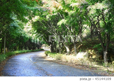 秋 ガーデン 庭園 45144109