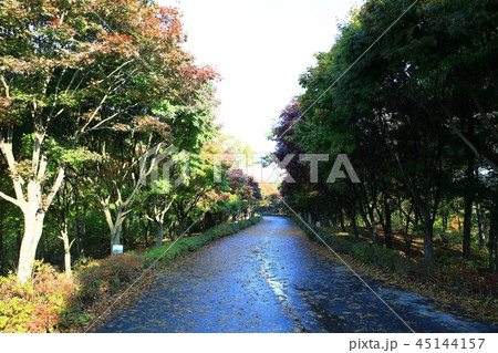 秋 ガーデン 庭園 45144157