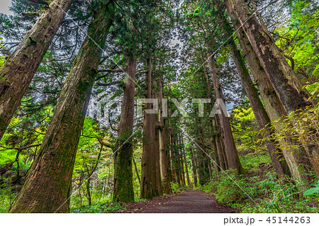 箱根芦ノ湖周辺の風景 旧東海道 箱根宿の杉並木 45144263
