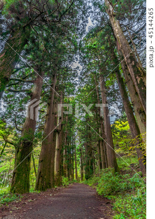 箱根芦ノ湖周辺の風景 旧東海道 箱根宿の杉並木 箱根芦ノ湖周辺の風景 旧東海道 箱根宿の杉並木 45144265