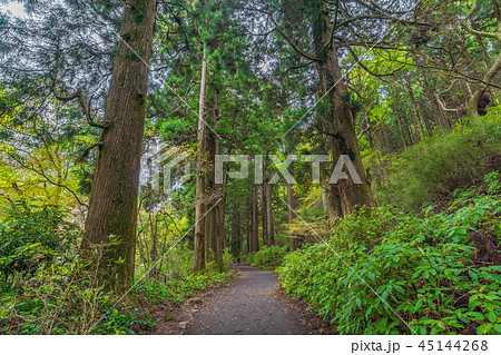 箱根芦ノ湖周辺の風景 旧東海道 箱根宿の杉並木 箱根芦ノ湖周辺の風景 旧東海道 箱根宿の杉並木 45144268