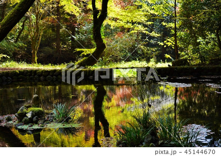 山吹水源の水面に映える秋の色付いた木々達 45144670