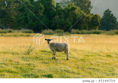Black face sheep on grass field Black face sheep on grass field 45144754