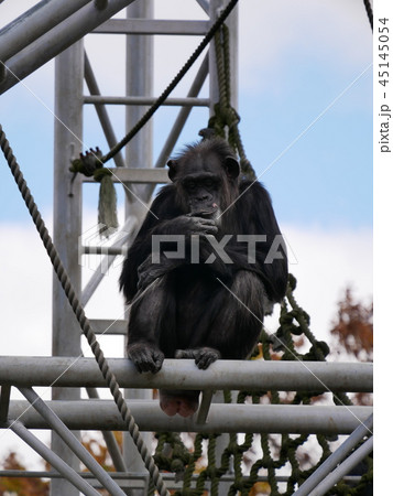 座るチンパンジー 45145054