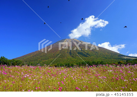 鳥取県_紅葉の大山_大山まきばみるくの里のコスモス 45145355