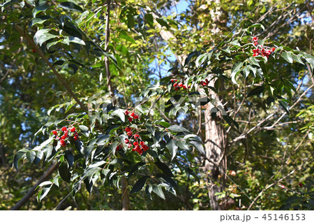 ゴンズイの実とタネ 45146153