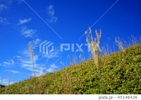 徳島県_剣山のすすき 45146436