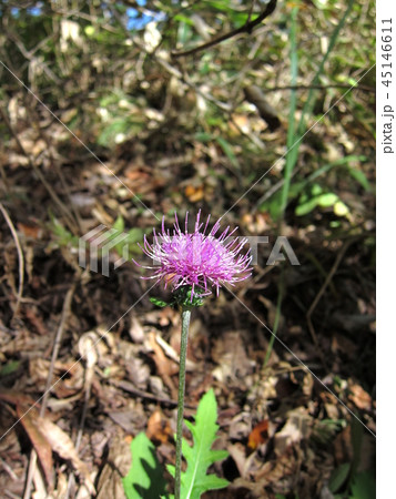 日向に咲くアザミ 日向に咲くアザミ 45146611