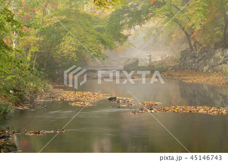 森 秋 屋外 45146743