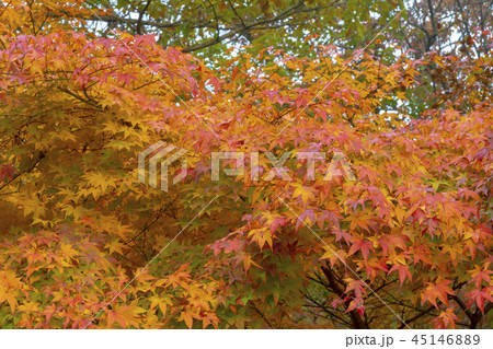 森 秋 屋外 45146889