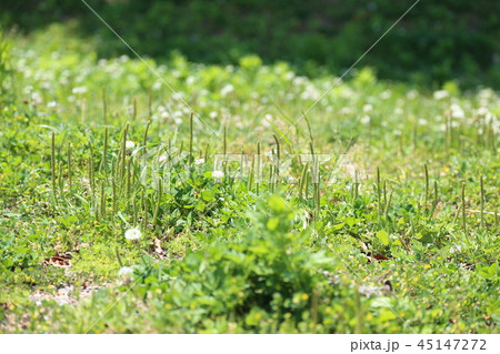 オオバコと野草 45147272