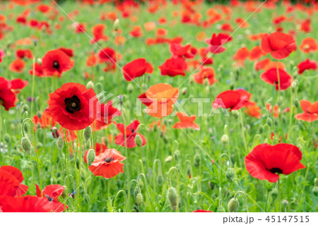 ポピー 花 5月 の写真素材
