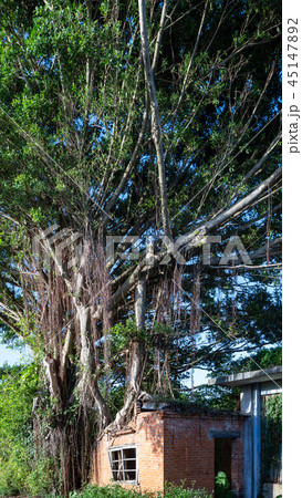 Banyan tree root grow up on red brick wall 45147892
