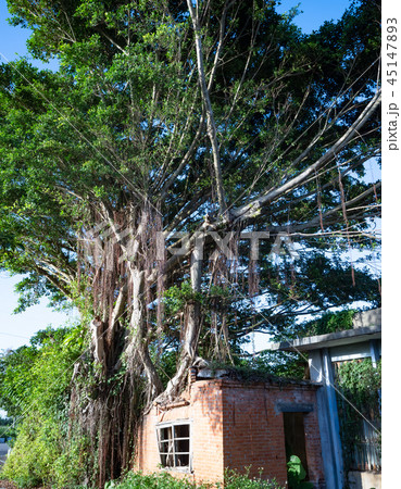 Banyan tree root grow up on red brick wall Banyan tree root grow up on red brick wall 45147893