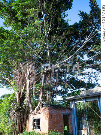 Banyan tree root grow up on red brick wall 45147895