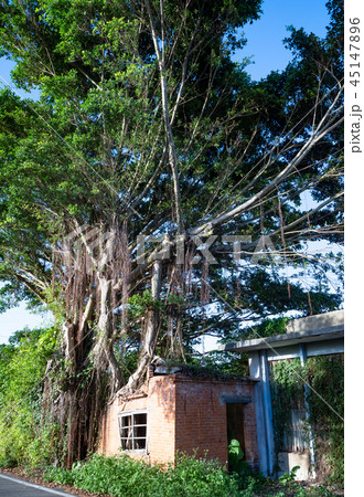 Banyan tree root grow up on red brick wall 45147896