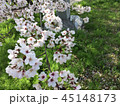 満開の桜　石碑 45148173