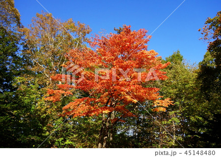 紅葉のかえで 45148480