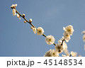 梅の花 45148534