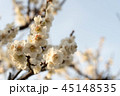 梅の花 45148535